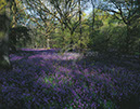 %_tempFileNameL1726LBLUEBELLWOOD%