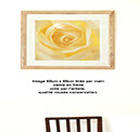 %_tempFileNameFramed%20Rose%