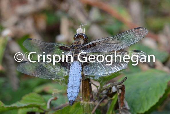 Broad bodied Chaser, Libellula depressa (male0