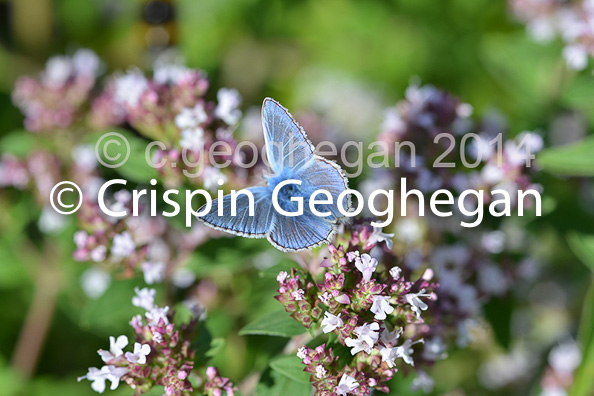 Common Blue Polyommatus icarus  (male)
