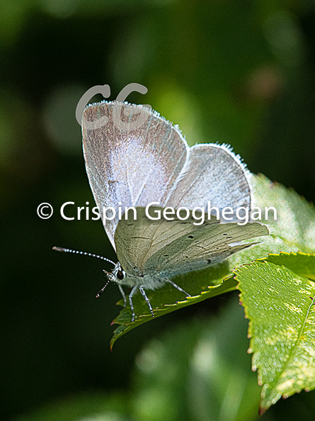 Holly blue (Celastrina argiolus, female)