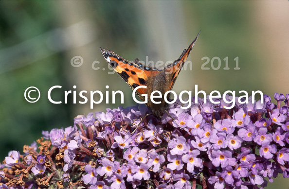 A peacock butterfly, Aglais io
