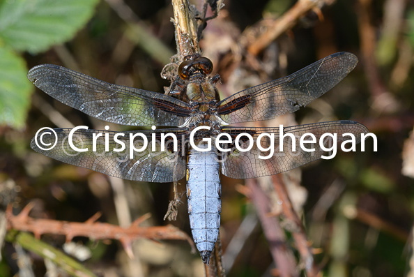 Broad bodied Chaser, Libellula depressa (male)