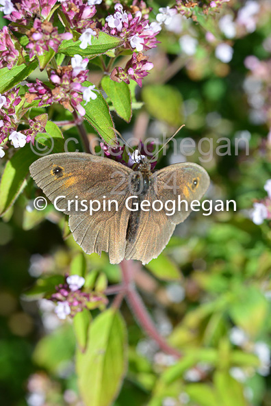 Meadow Brown, Maniola jurtina