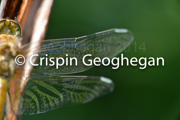 Common DarterSympetrum striolatum (female)
