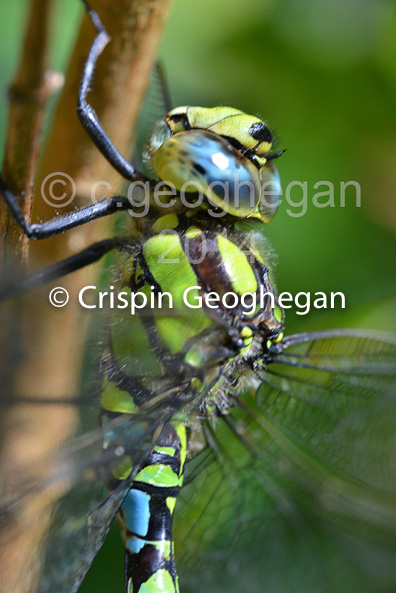 Southern Hawker Aeshna cyanea (male) 