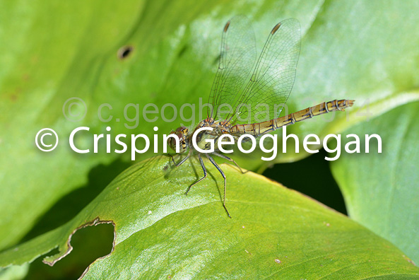 Common Darter  Sympetrum striolatum (female) 