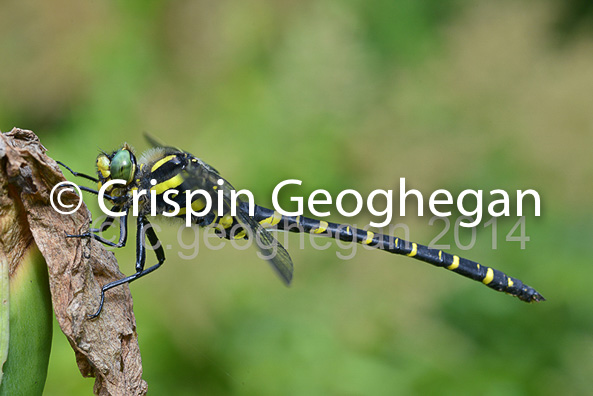 Golden-ringed Dragonfly Cordulegaster boltonii