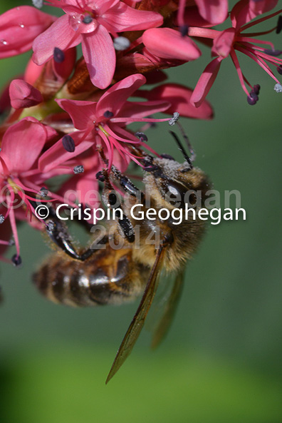 Apis mellifera, honeyu bee, on polygonum flowers, Cornwall
