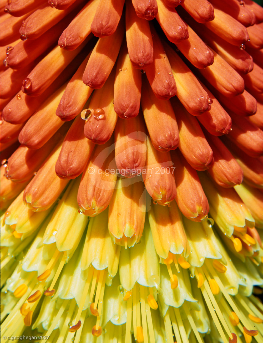 Red Hot Poker