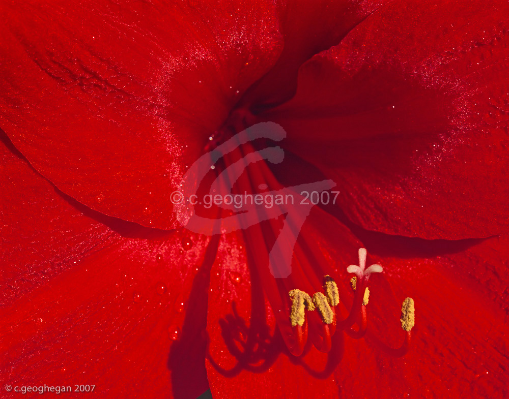 Red Amarillis