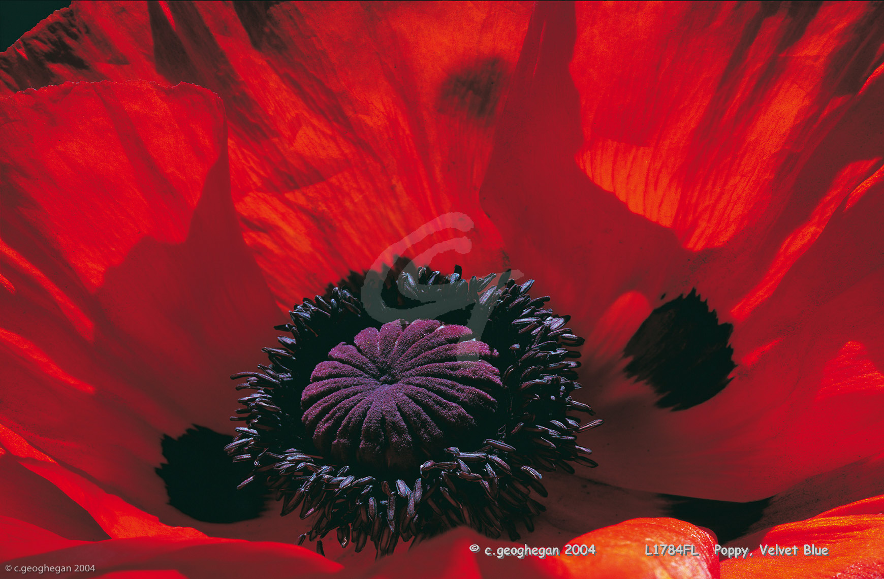 Velvet Blue, Poppy