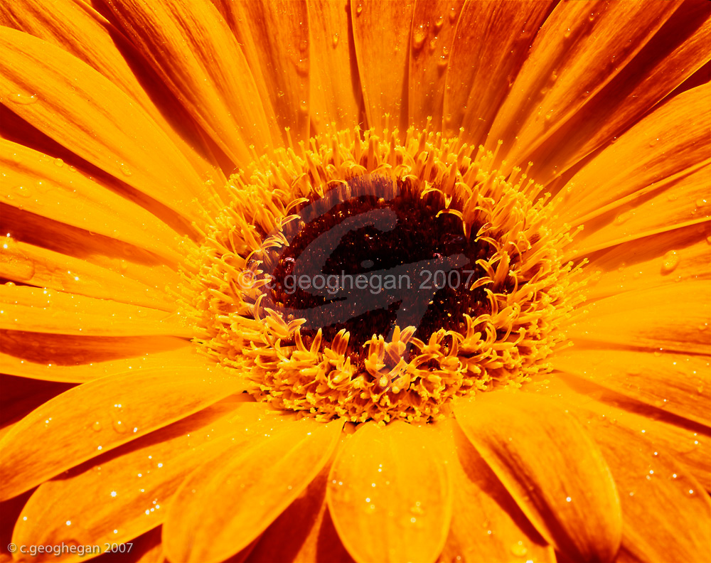 Gerbera Rays