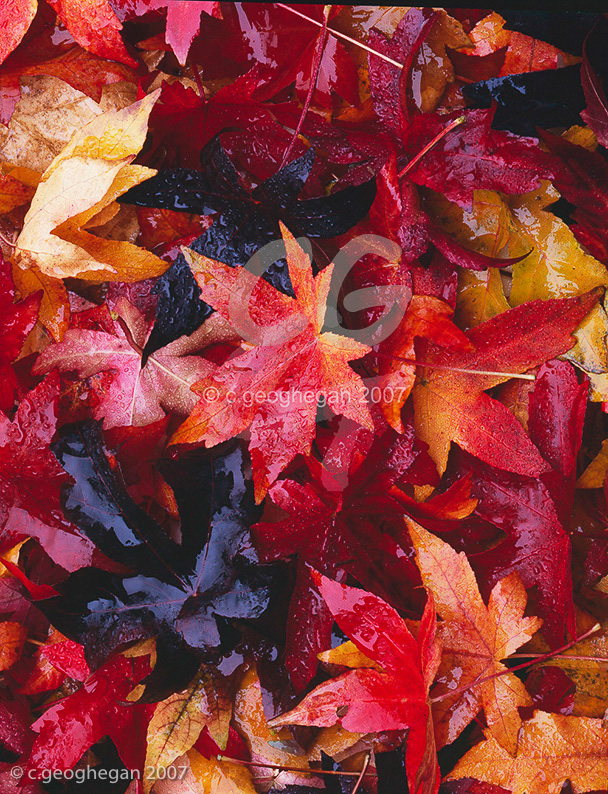 Autumn Carpet