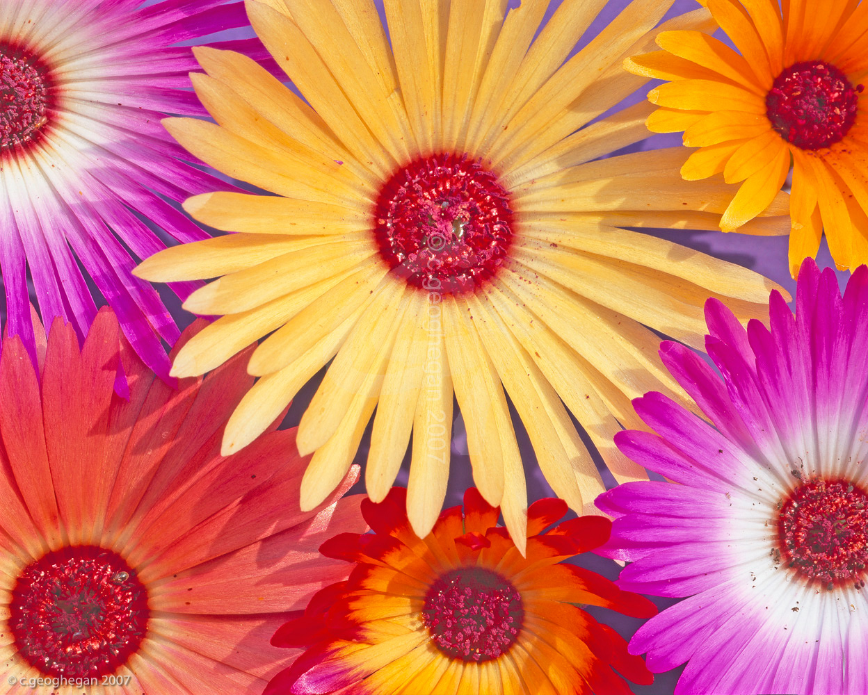 Daisies in Colour