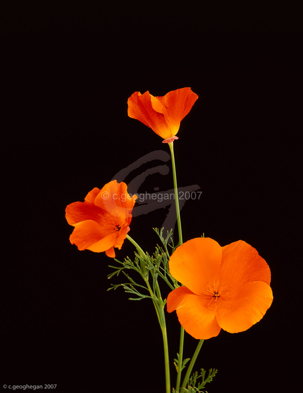Poppy Posy