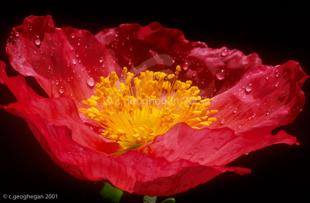 Bowl of Beauty, Iceland Poppy 