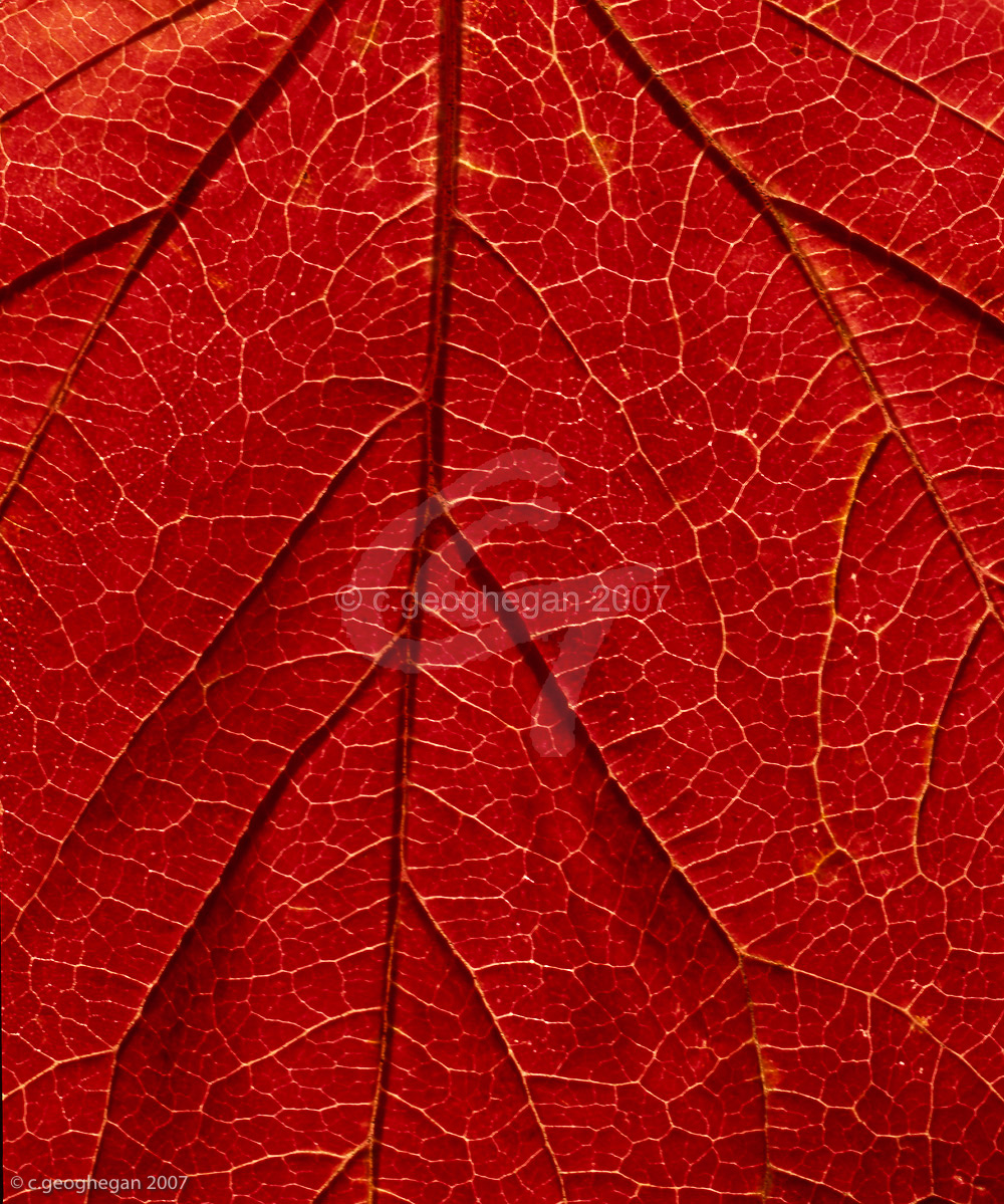 Viburnum Leaf