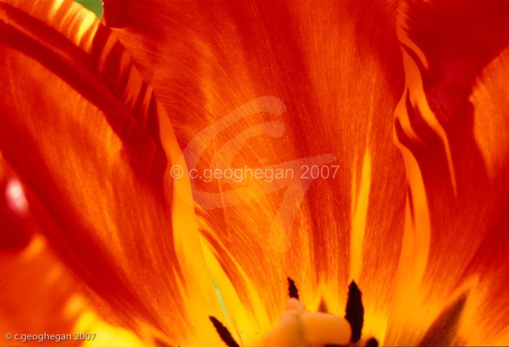 Flaming Petals