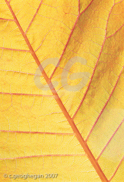 Autumn Coggyria Leaf 