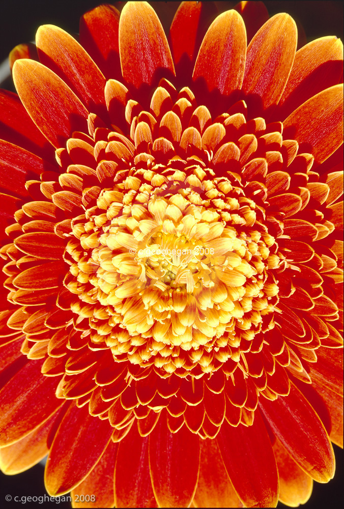 red-orange gerbera