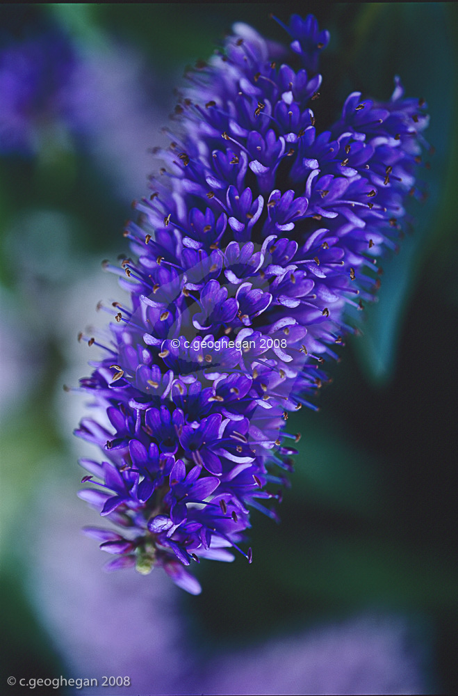 Midsummer Beauty