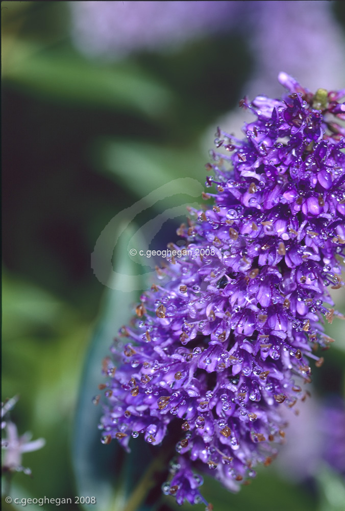 Hebe Midsummer Beauty