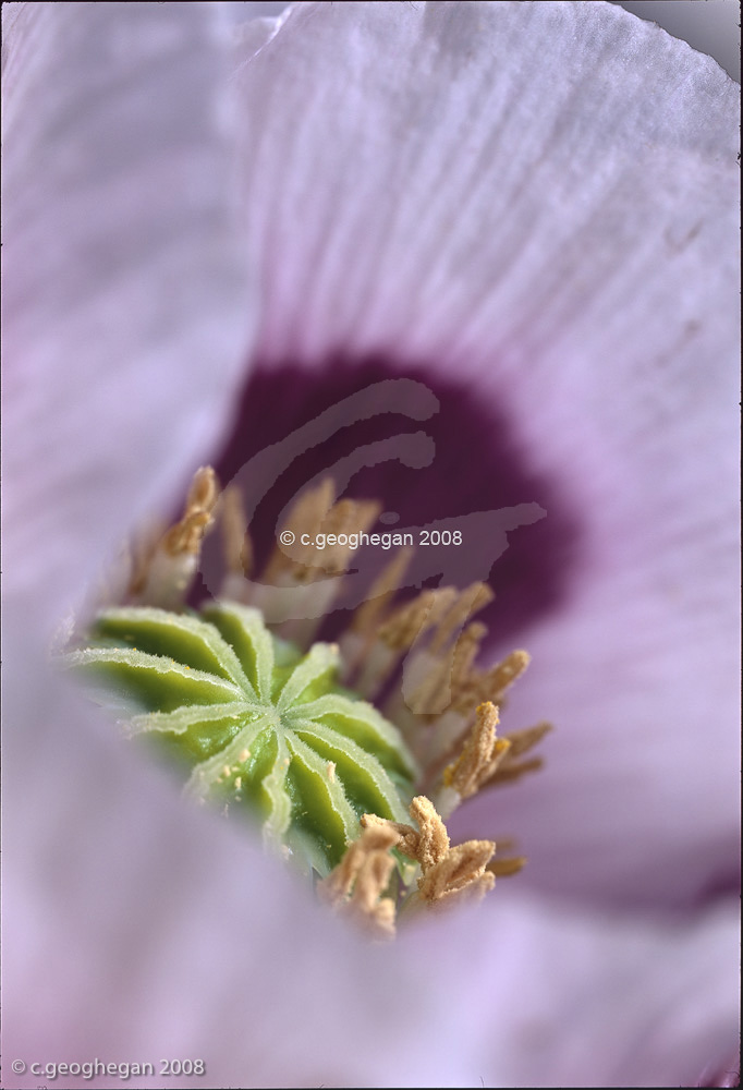 Summer nest, papaver oriental