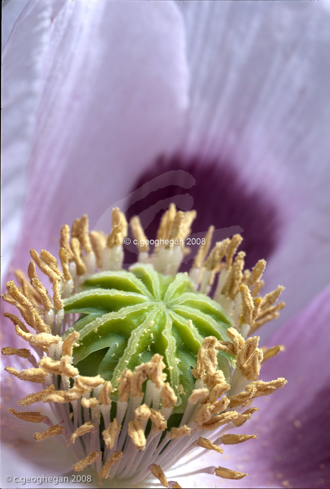 Papaver oriental