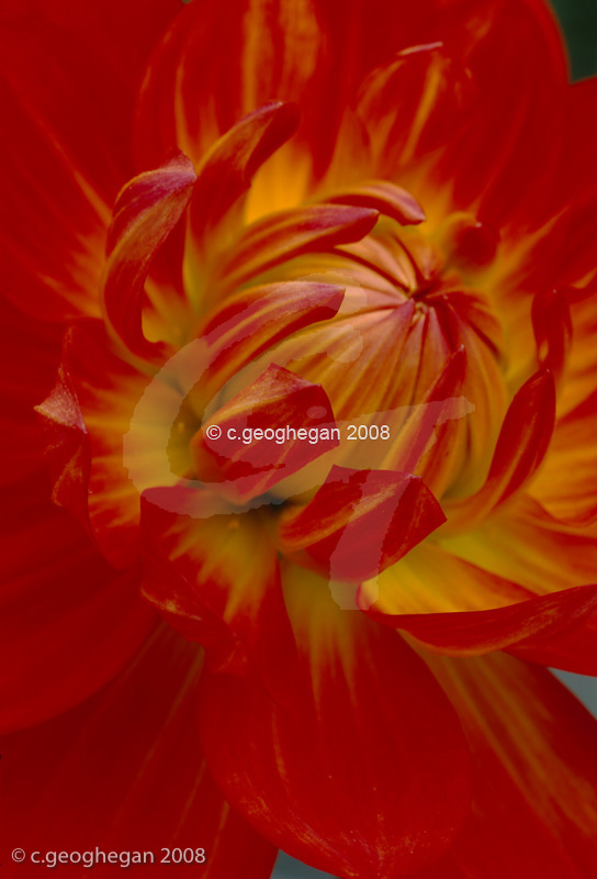 Waterlily Dahlia