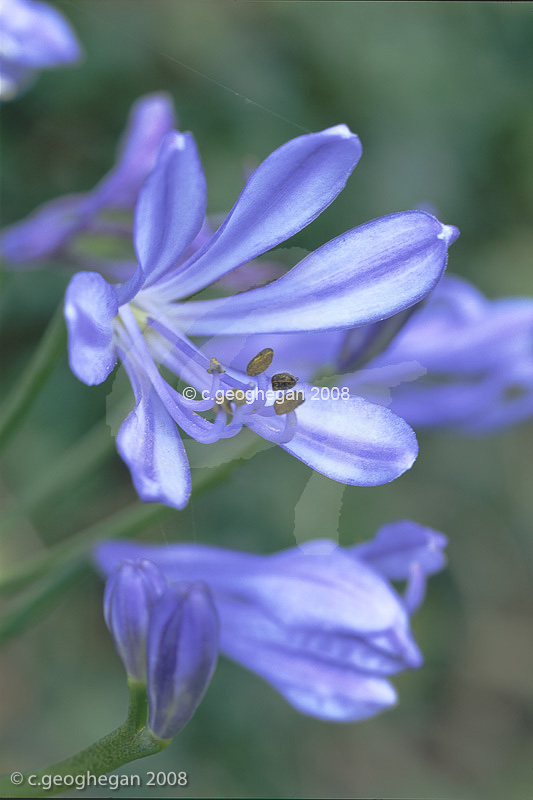 Agapanthus campanulatus