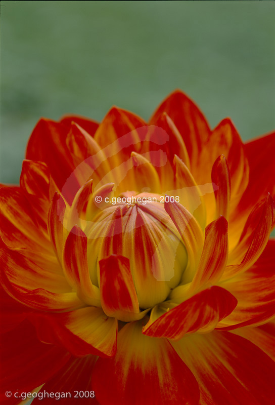 Waterlily Dahlia
