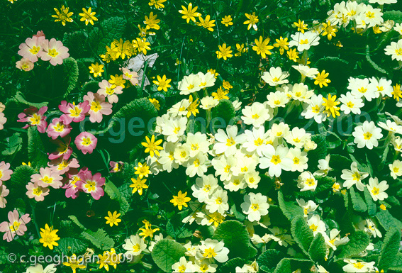 A Spring Carpet