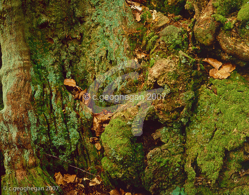 Green Contours, old tree stump