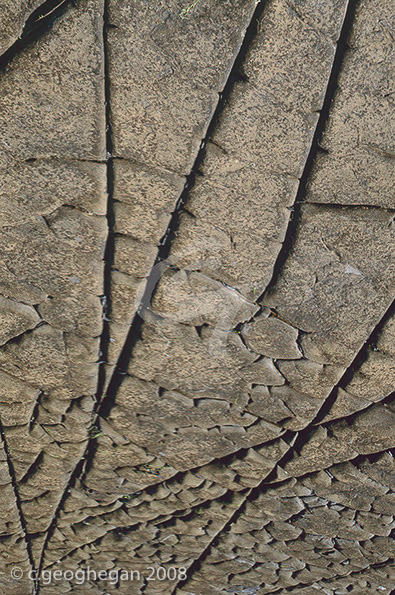 Stone Veins, Kimmeridge
