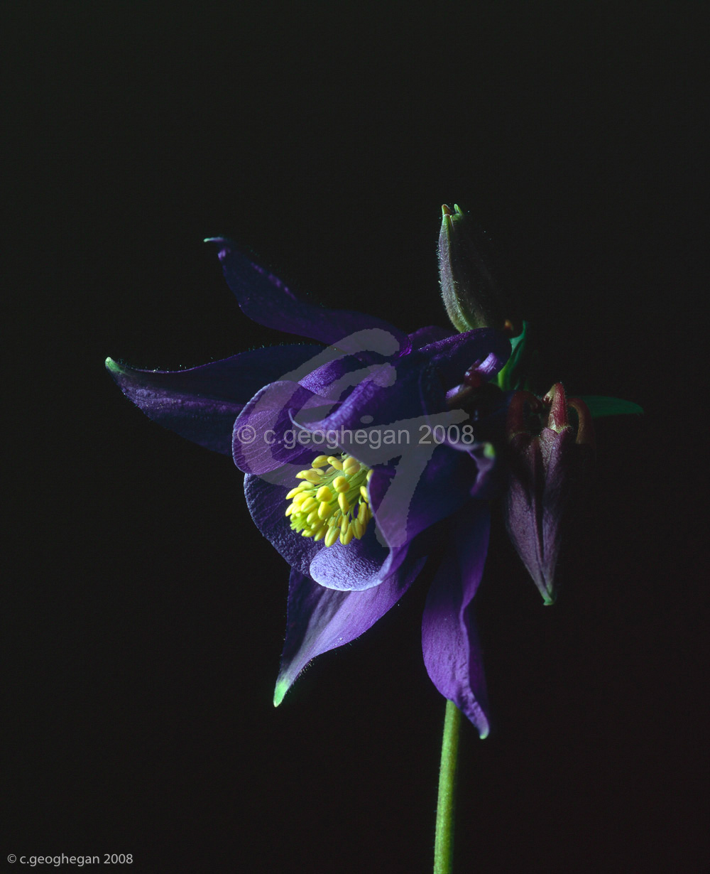 aquilegia vulgaris atrata