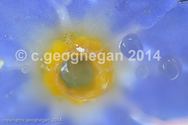 myosotis scorpioides, forget-me-not,  flower