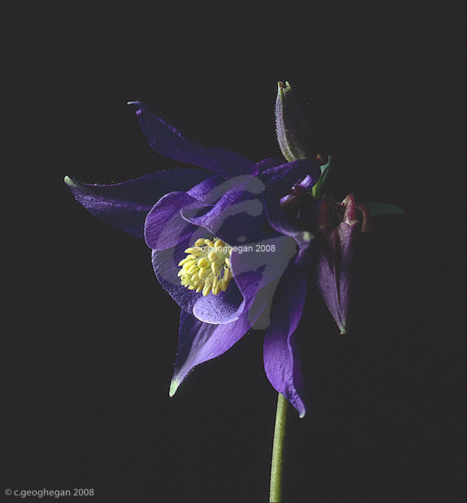 aquilegia vulgaris atrata