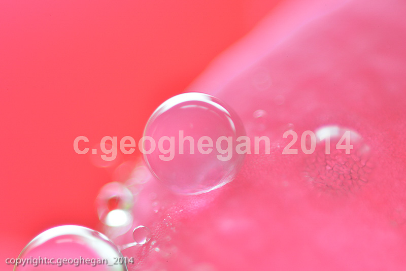 Morning dew on camellia petal