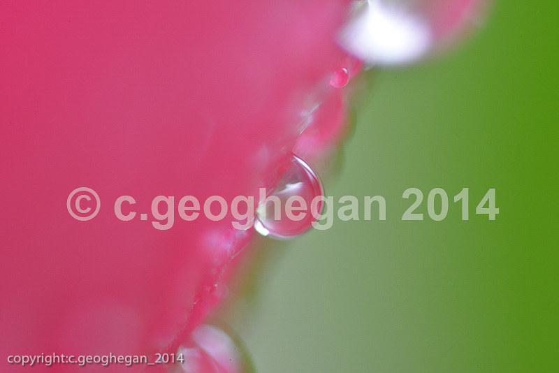 Morning dew on camellia petal