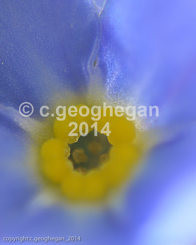 Myosotis avensis, high resolution photograph 6 x mag