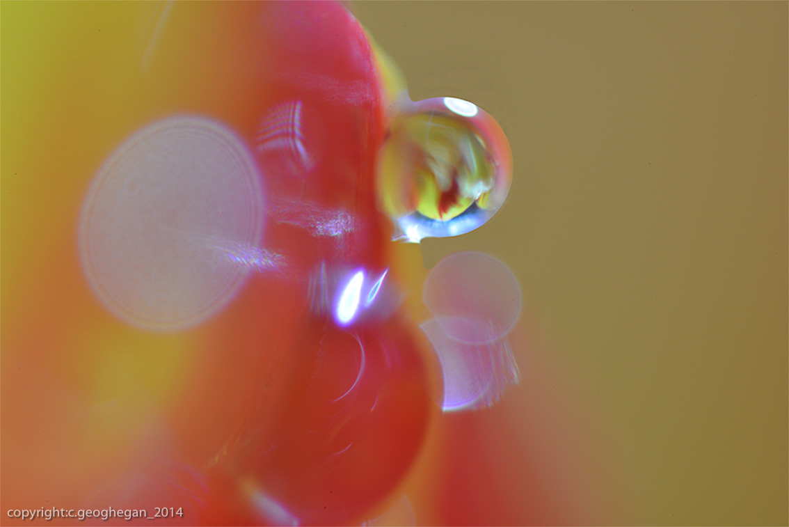 nqatural abstract - dew on tulip petal 