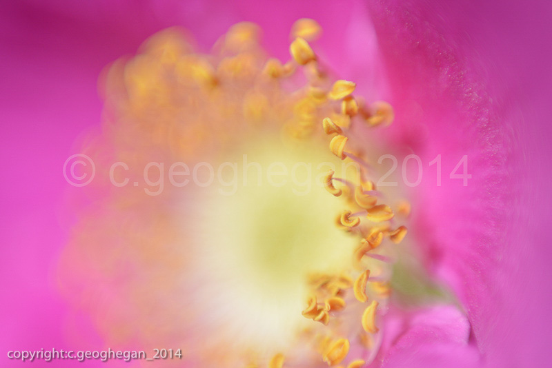 Rosa Rugosa
