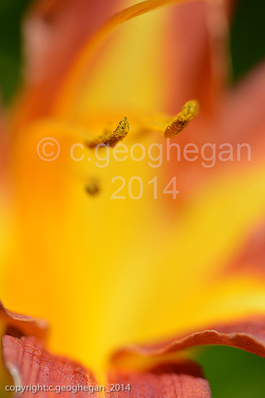 Day Lily, hemorcallis