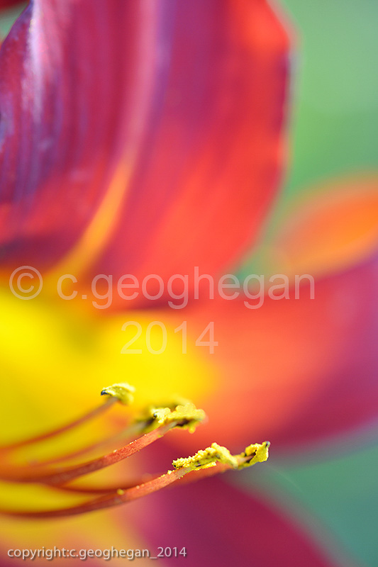 Day Lily, Hermerocalis