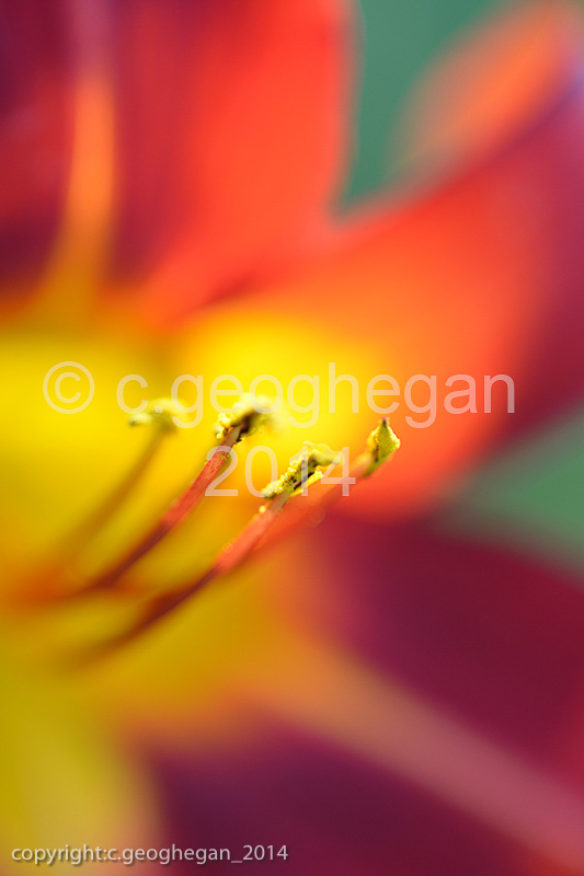 Hemerocallis, Day Lilly