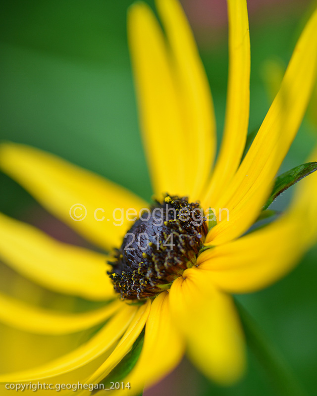 Rudbeckia fulgida var. sullivantii 'Goldsturm' Coneflower 