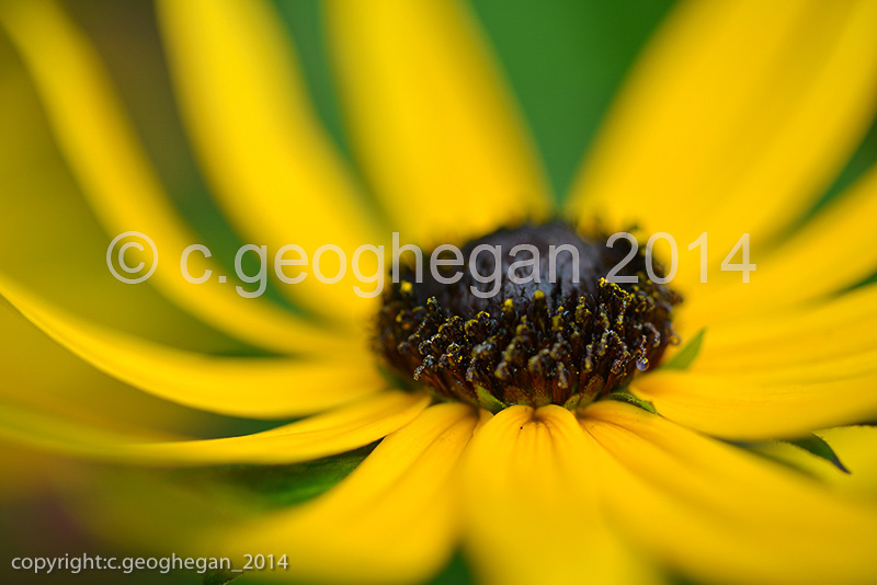 Rudbeckia fulgida var. sullivantii 'Goldsturm' Coneflower