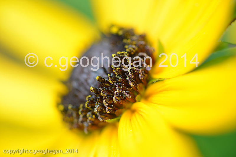 Rudbeckia fulgida var. sullivantii 'Goldsturm' Coneflower