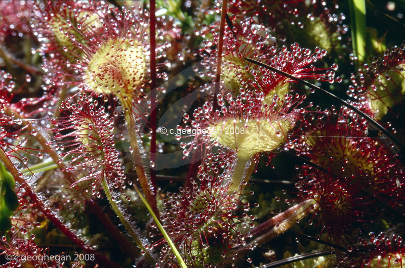 Drosera rotundifolia
